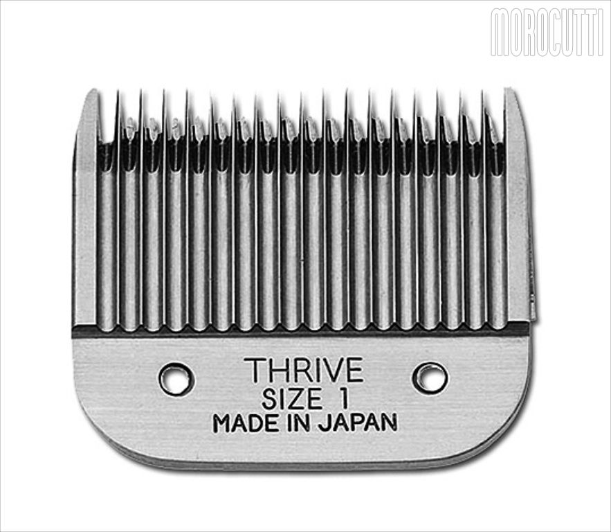 TESTINA X 808 N.   1